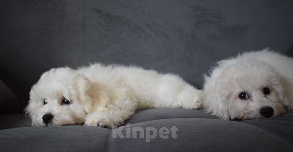 Собаки в Москве: Щенки Бишон фризе Мальчик, 45 000 руб. - фото 7