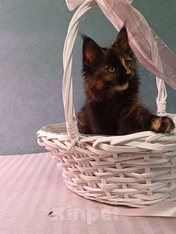 Кошки в Йошкаре-Оле: Очаровательная Maserati Девочка, 25 000 руб. - фото 3