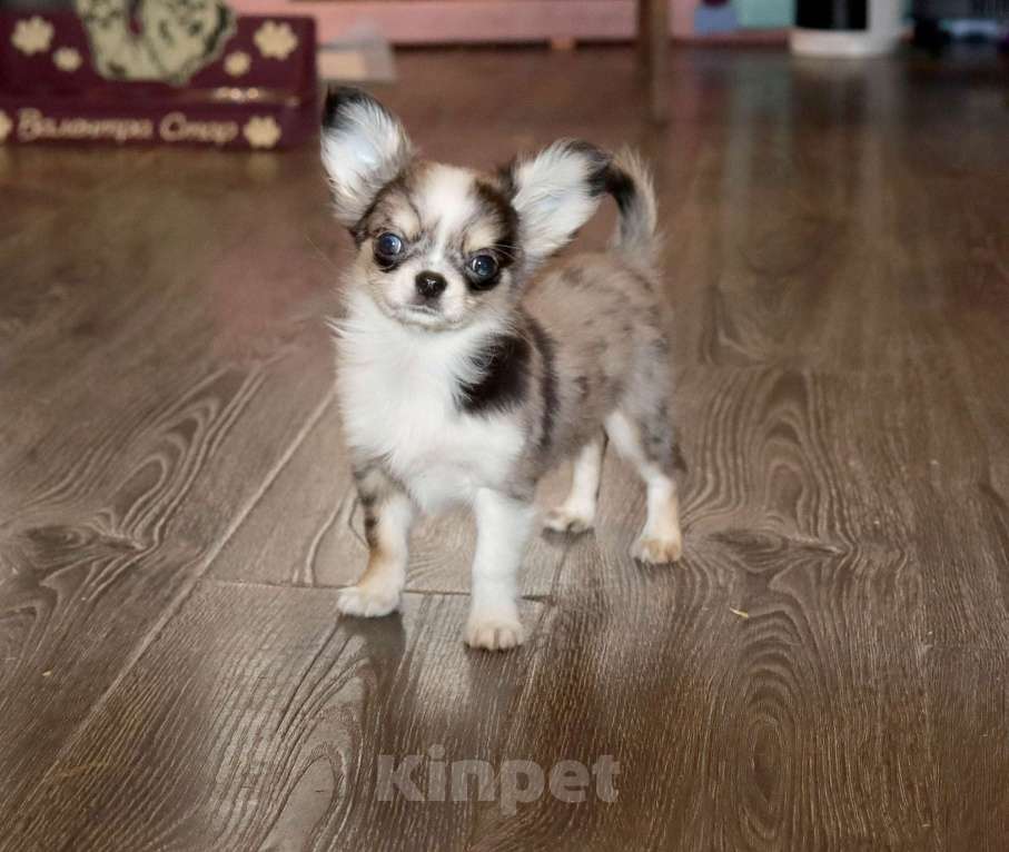 Собаки в Москве: Мраморный щенок чихуахуа Мальчик, 75 000 руб. - фото 4