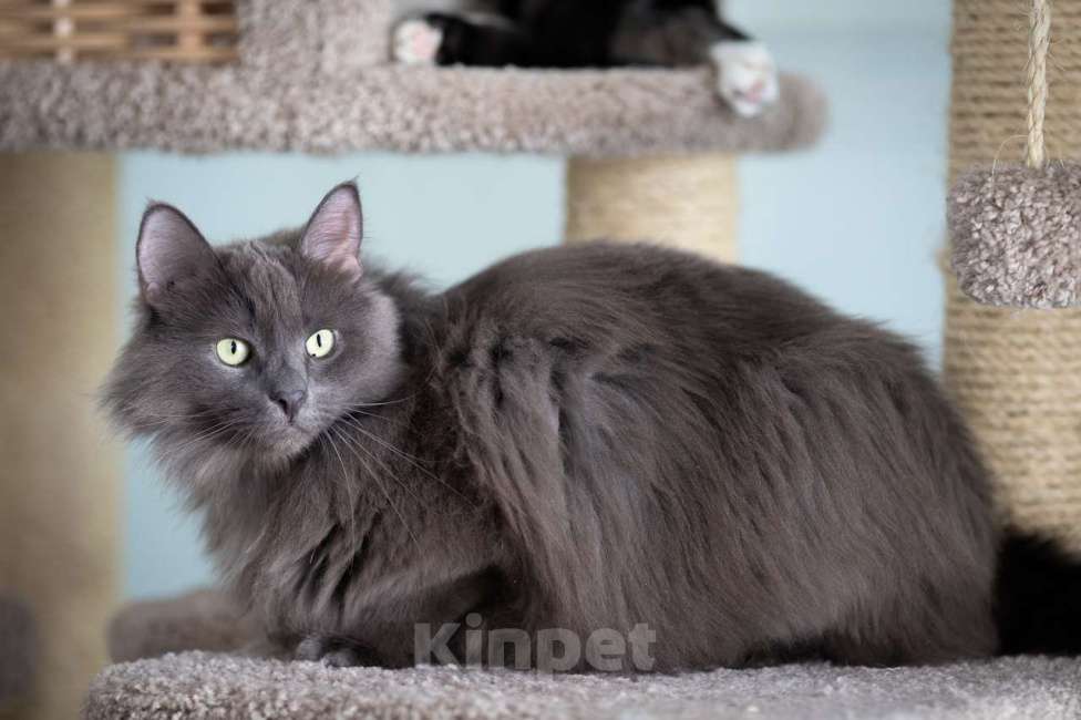 Кошки в Москве: Вульф Мальчик, Бесплатно - фото 9