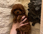 Собаки в Москве: Щенок той пудель Мальчик, 300 000 руб. - фото 8