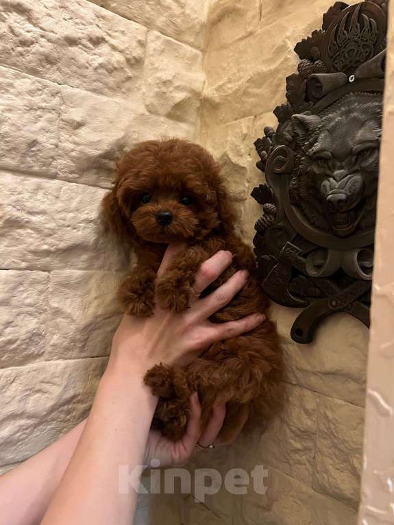 Собаки в Москве: Щенок той пудель Мальчик, 300 000 руб. - фото 8