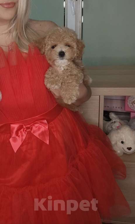 Собаки в Москве: Мальтипу карамель мальчик  Мальчик, 99 900 руб. - фото 2