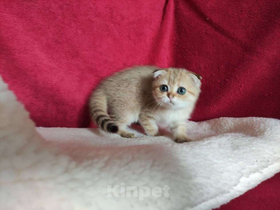 Кошки в Казани: Шотландская вислоухая золотая кошечка Ивента Девочка, 27 500 руб. - фото 2