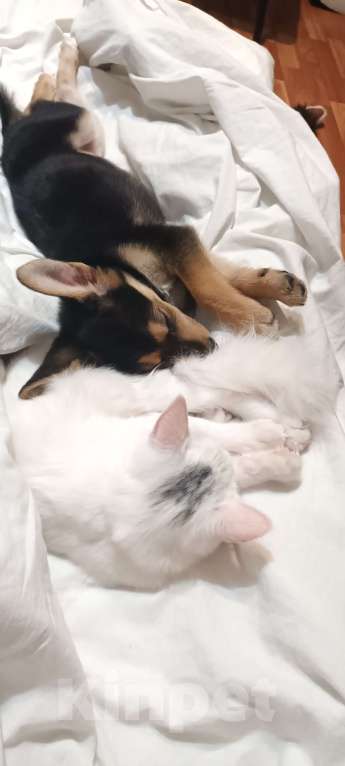 Собаки в Санкт-Петербурге: СРОЧНО отдаём щенка  Девочка, Бесплатно - фото 2