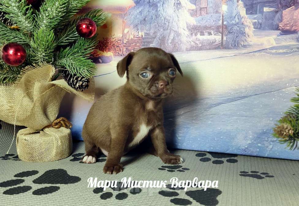 Собаки в Санкт-Петербурге: Варвара шоколадного окраса чихуахуа  Девочка, 100 000 руб. - фото 2