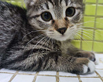 Кошки в Москве: Чудесный котенок Кроха ищет дом Девочка, Бесплатно - фото 1