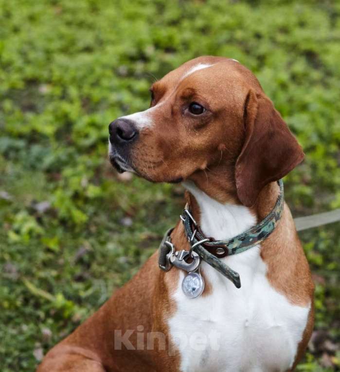 Собаки в Москве: Красавчик Бруно в дар Мальчик, Бесплатно - фото 2