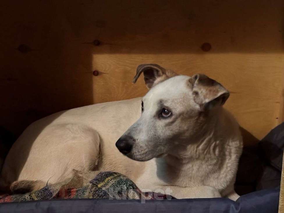 Собаки в Москве: Мотя ищет дом и заботливую семью! 🏡  Девочка, Бесплатно - фото 2