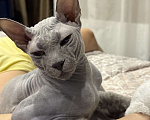 Кошки в Сургуте: Донской сфинкс Мальчик, 5 000 руб. - фото 4