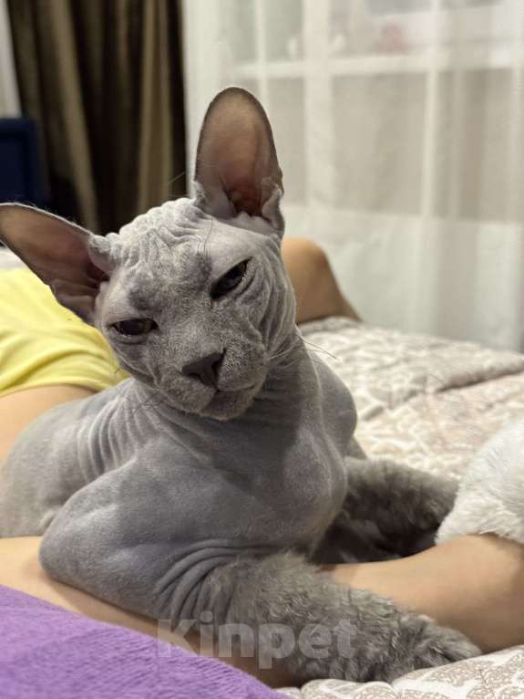 Кошки в Сургуте: Донской сфинкс Мальчик, 5 000 руб. - фото 4