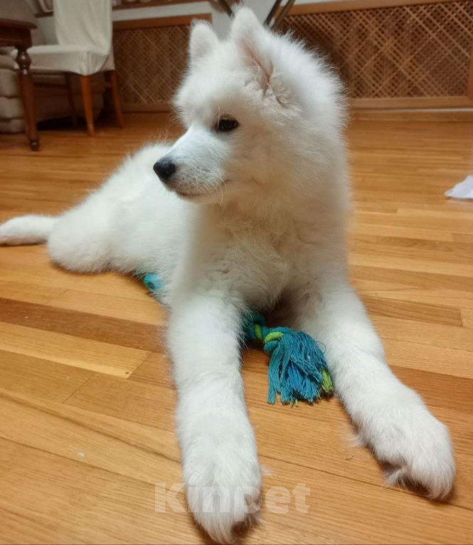 Собаки в Нижнем Новгороде: Продается волшебная сука самоеда Девочка, 25 000 руб. - фото 2