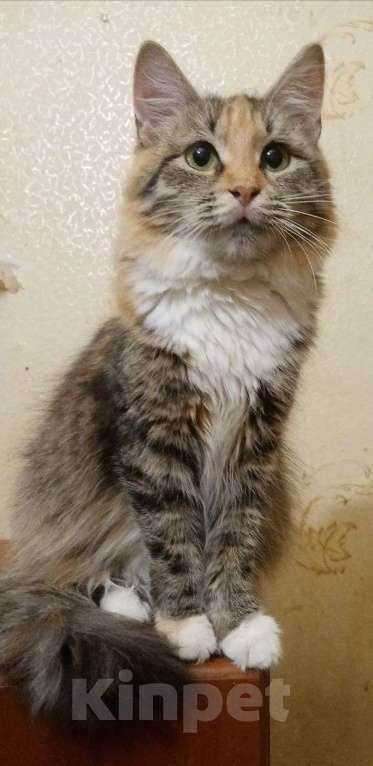 Кошки в Москве: котенок Лиса ищет дом Девочка, Бесплатно - фото 1