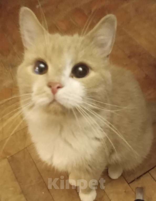 Кошки в Москве: Рыженький шотландский  котик-подросток Мальчик, Бесплатно - фото 5