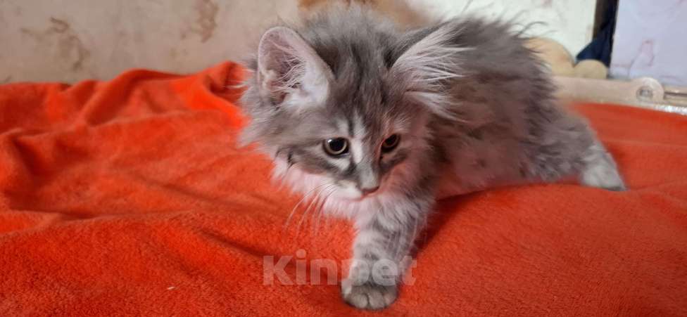 Кошки в Лобне: Продается высокопородный курильский бобтейл Девочка, 20 000 руб. - фото 4