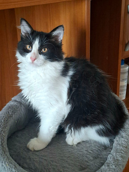 Маленькие котята (3 мес.) в добрые руки