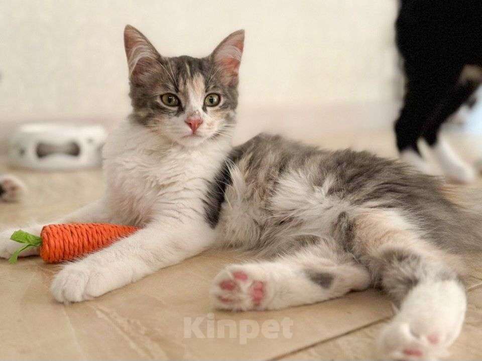 Кошки в Москве: Пушистая Нонна ищет дом  Девочка, Бесплатно - фото 3