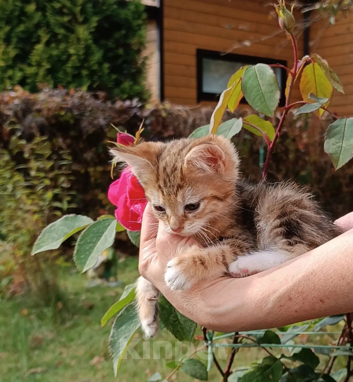 Кошки в Москве: Котята бобтейл курильский. Мраморные, рыжие и серебристая Мальчик, 5 000 руб. - фото 3