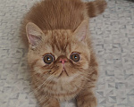 Кошки в Челябинске: Котёнок экзот Мальчик, 39 000 руб. - фото 3