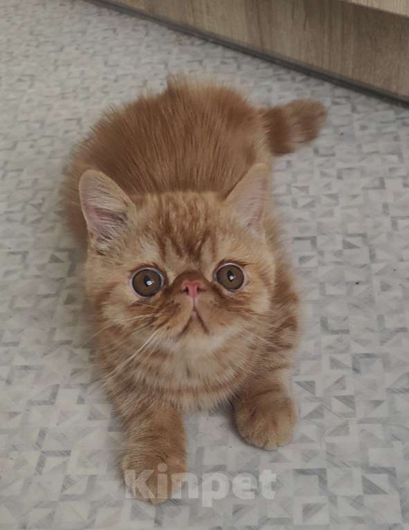 Кошки в Челябинске: Котёнок экзот Мальчик, 39 000 руб. - фото 3