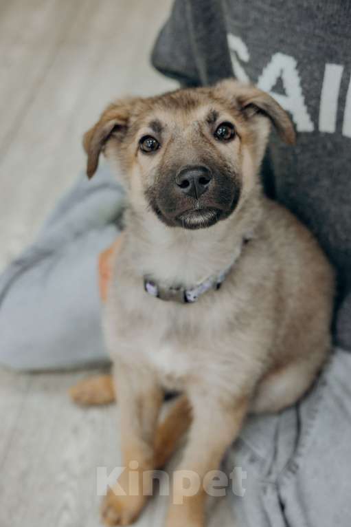 Собаки в Видном: Щенок из приюта ищет дом Девочка, Бесплатно - фото 3