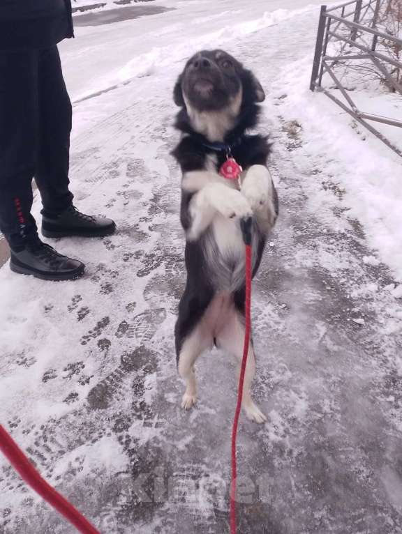 Собаки в Санкт-Петербурге: Ищет дом крошка-собачка весом 6 кг Девочка, Бесплатно - фото 7