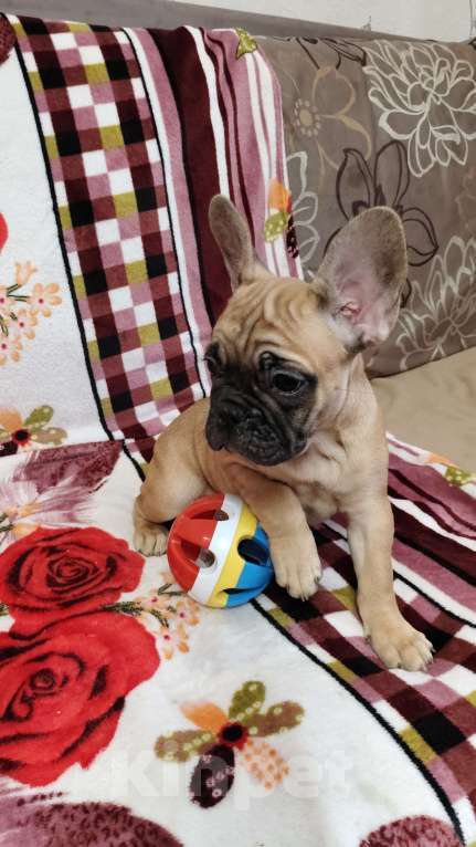 Собаки в других городах Нижегородской области: Продам щенков французского бульдога Разнополые, 40 000 руб. - фото 8