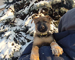 Собаки в других городах Московской области: Щенок немецкой овчарки рр Мальчик, 50 000 руб. - фото 3