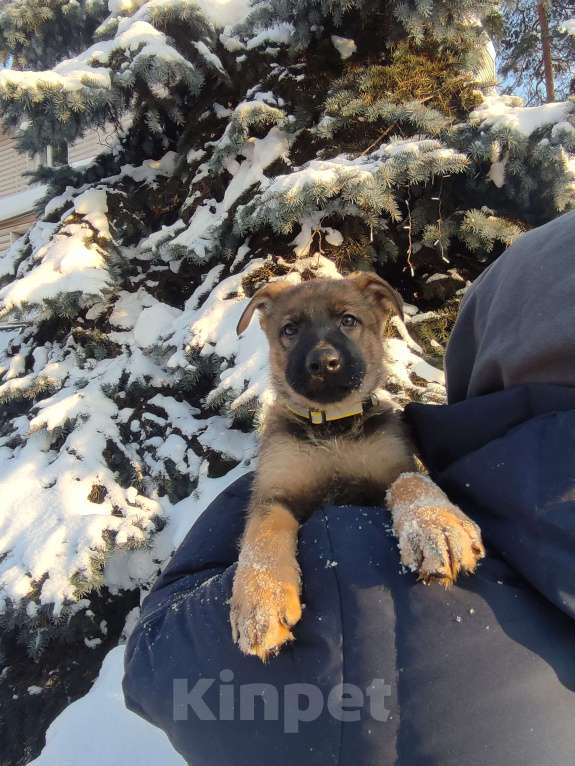 Собаки в других городах Московской области: Щенок немецкой овчарки рр Мальчик, 50 000 руб. - фото 3