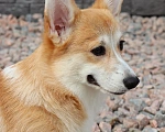 Собаки в Пушкине: Замечательные щенки вельш корги пемброка!  Мальчик, 80 000 руб. - фото 2
