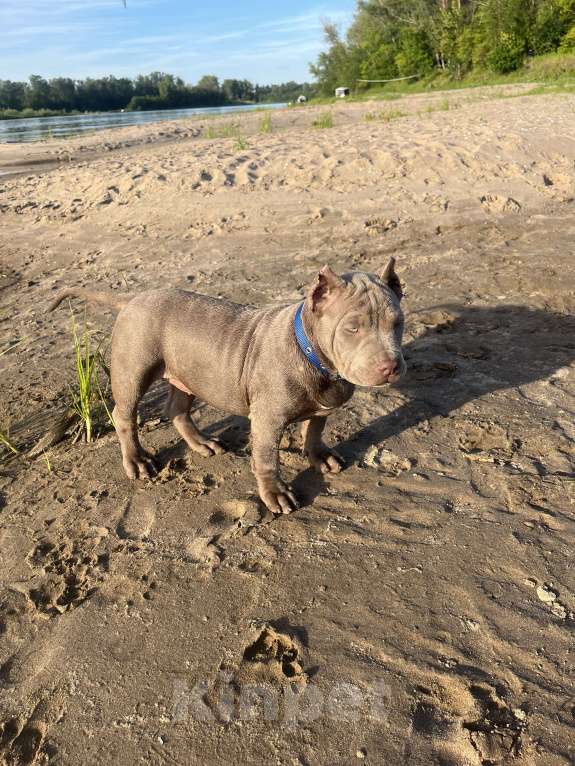 Собаки в Краснодаре: Щенок Девочка, Бесплатно - фото 2