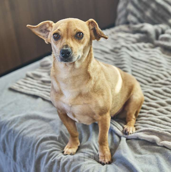 Собаки в Москве: Рыжуля Девочка, 10 руб. - фото 2