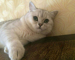 Кошки в Подольске: Кот на вязку, 3 500 руб. - фото 4