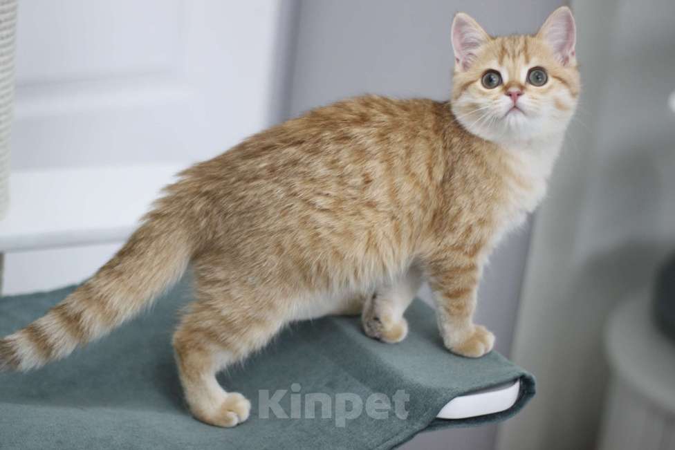 Кошки в Москве: Фисташка Девочка, 35 000 руб. - фото 3