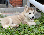 Собаки в Павловске: Щенки Аляскинского маламута Мальчик, 35 000 руб. - фото 3