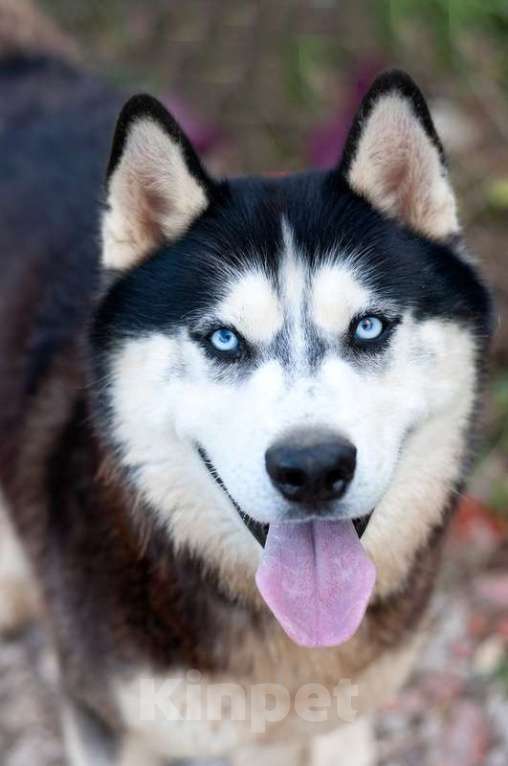 Собаки в Москве: Шикарный молодой голубоглазый хаски Хальс в добрые руки Мальчик, Бесплатно - фото 6