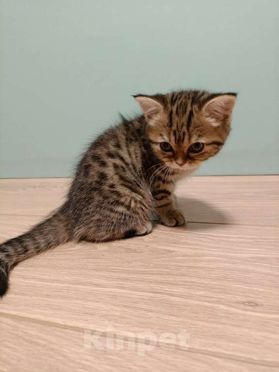 Кошки в Москве: Котенок 1.5 месяца Девочка, 10 000 руб. - фото 3