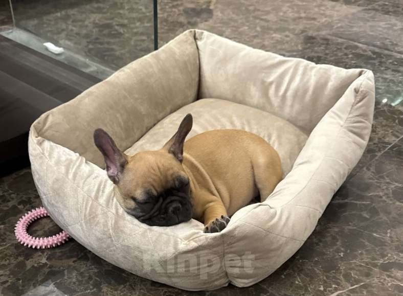 Собаки в Москве: Девочка , Таисия Девочка, 50 000 руб. - фото 2