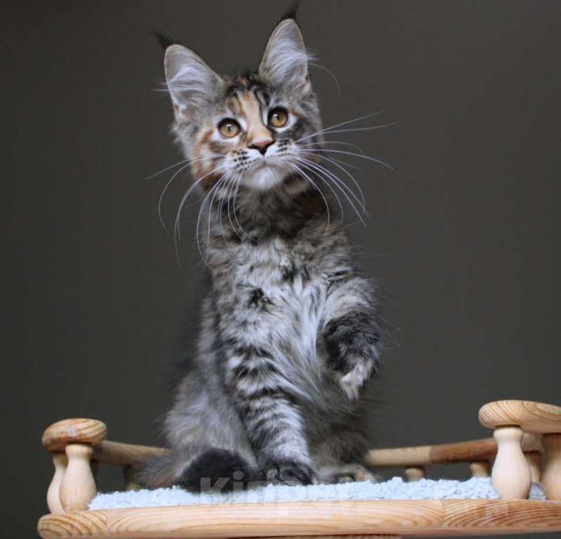 Кошки в Раменском: Zoya Девочка, 30 000 руб. - фото 3