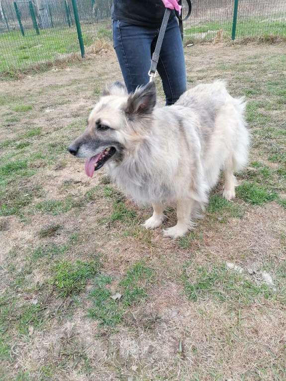 Собаки в Москве: После всего пережитого ей нужен дом Девочка, Бесплатно - фото 2