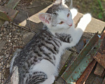 Кошки в Лобне: Котёнок в добрые руки Мальчик, Бесплатно - фото 3