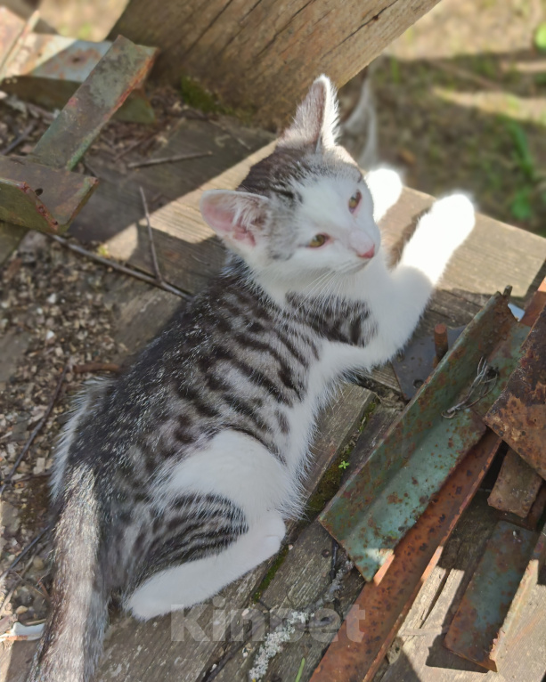 Кошки в Лобне: Котёнок в добрые руки Мальчик, Бесплатно - фото 3