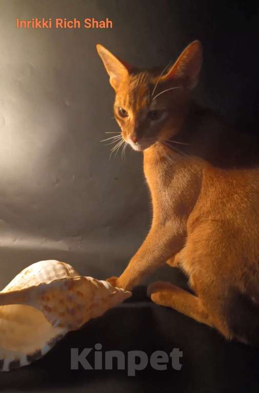 Кошки в Москве: Абиссинский котик соррель, вязка Мальчик, 9 000 руб. - фото 2