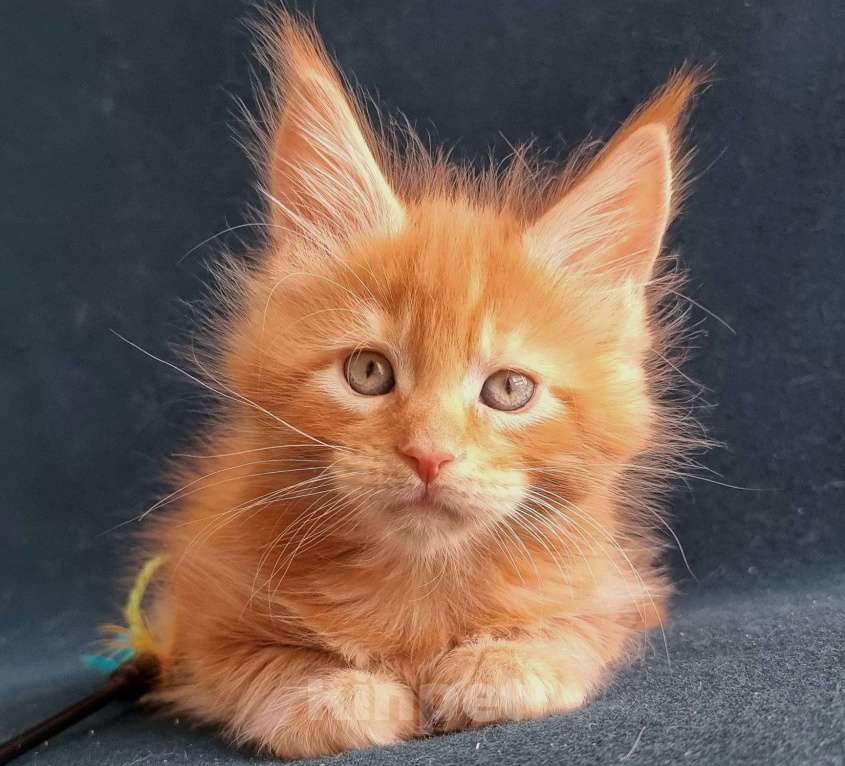 Кошки в Санкт-Петербурге: котенок мейн кун Мальчик, Бесплатно - фото 1
