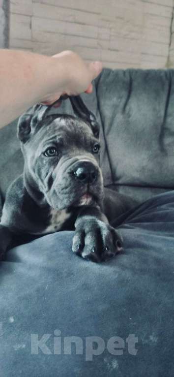 Собаки в Тюмени: Кане-Корсо, щенки Разнополые, 50 000 руб. - фото 1