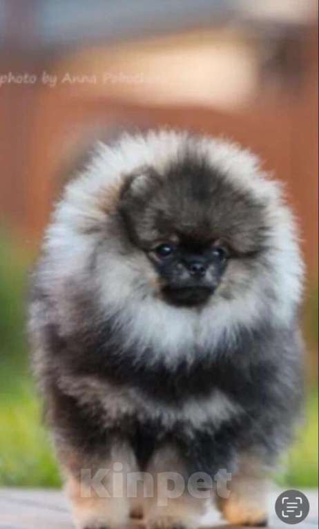 Собаки в Долгопрудном: Щенки померанского шпица Мальчик, 95 000 руб. - фото 4