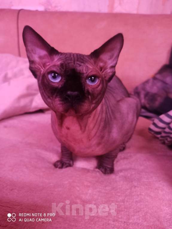 Кошки в Челябинске: Канадский сфинкс кот Мальчик, 40 000 руб. - фото 3