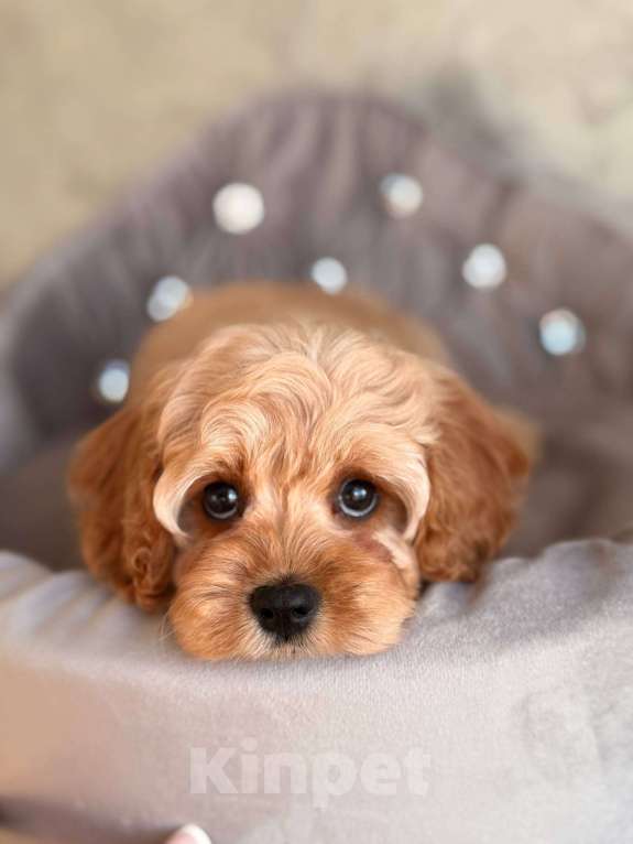 Собаки в Москве: Кавапу щенок Девочка, 120 000 руб. - фото 5