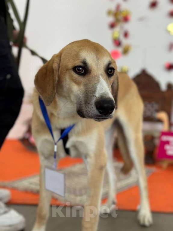 Собаки в Москве: Гучи из приюта Мальчик, Бесплатно - фото 1