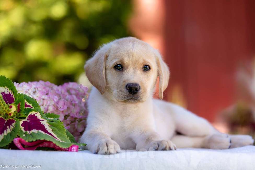 Собаки в Москве: Палевый щенок лабрадора  Девочка, 100 000 руб. - фото 6